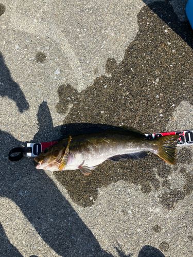 アイナメの釣果