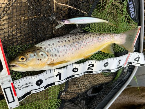 ブラウントラウトの釣果