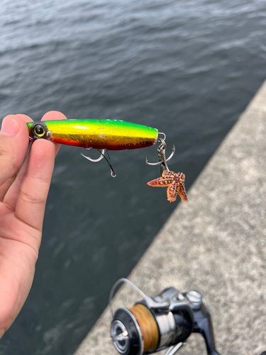 釣果