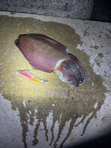 コウイカの釣果