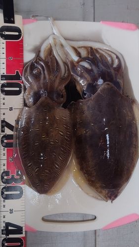 コウイカの釣果