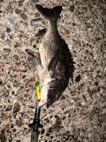 クロダイの釣果