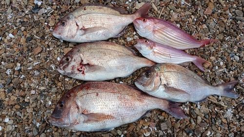マダイの釣果