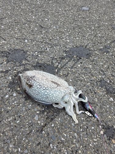 シリヤケイカの釣果