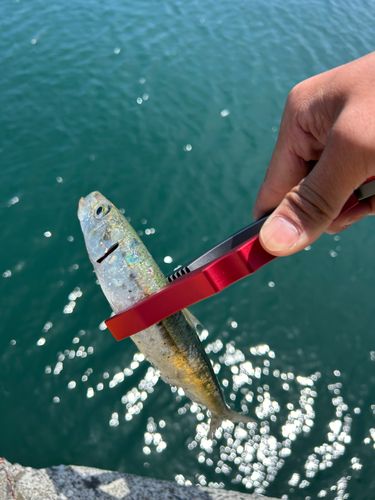 イワシの釣果