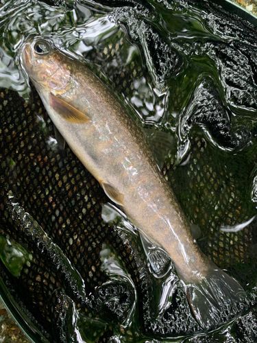 ニッコウイワナの釣果