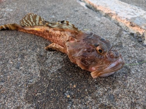 ツマグロカジカの釣果・釣り情報まとめ【2026年最新】 - アングラーズ