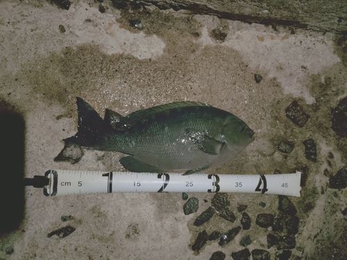 グレの釣果