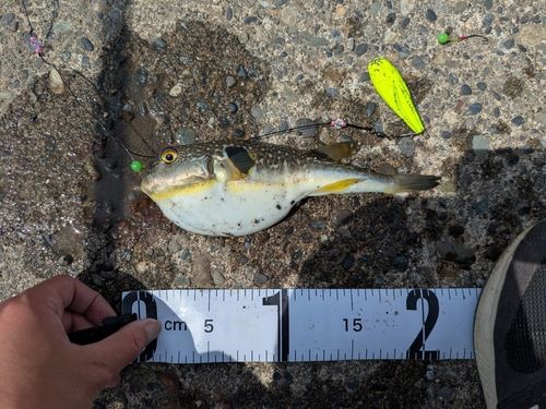 フグの釣果