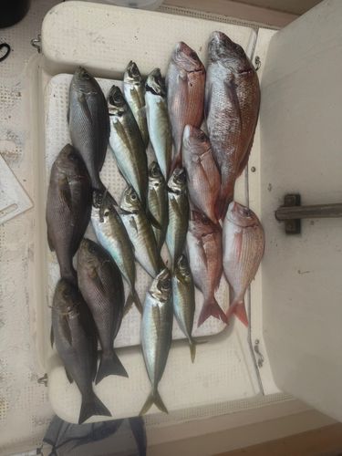 マダイの釣果