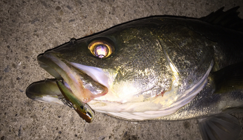 シーバスの釣果