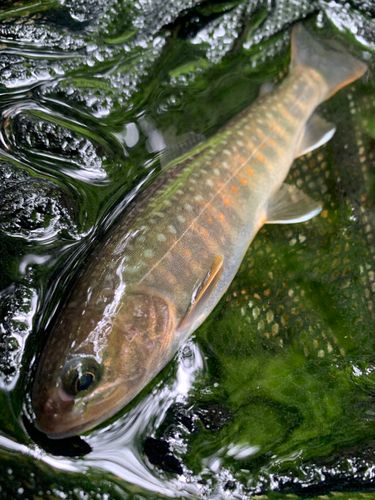 ニッコウイワナの釣果
