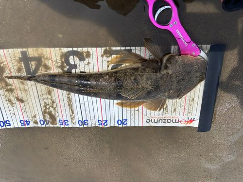 マゴチの釣果