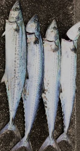 サゴシの釣果