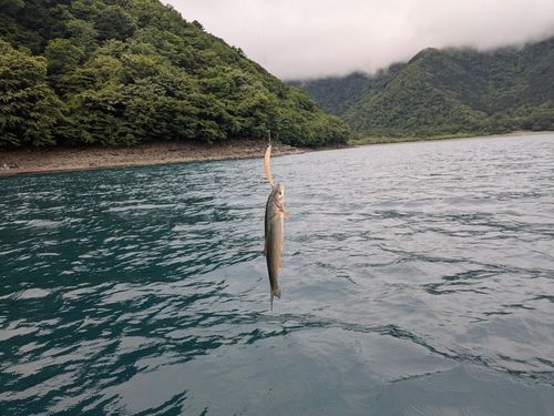 ウグイの釣果