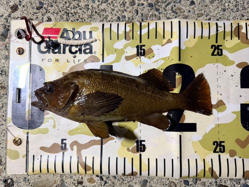 エゾメバルの釣果