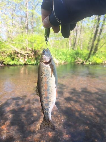 ニジマスの釣果