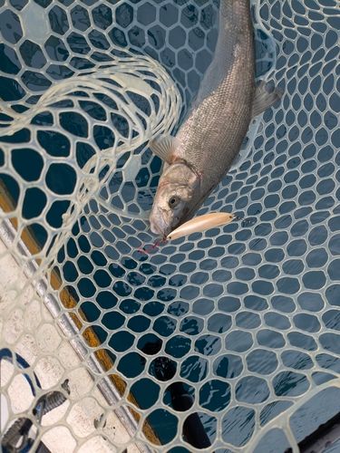 ウグイの釣果