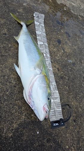 メジロの釣果