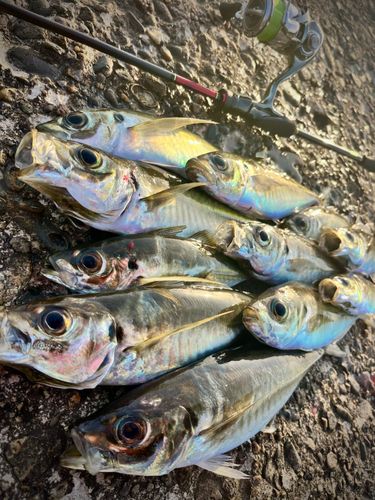アジの釣果