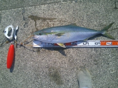 ワラサの釣果