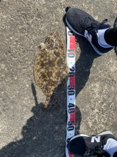 ヒラメの釣果