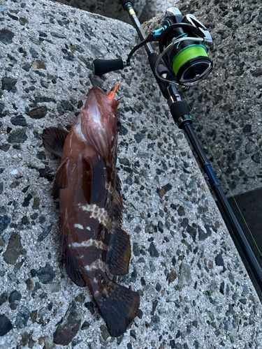 アコウの釣果