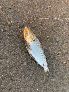 コノシロの釣果