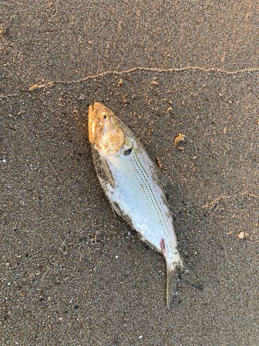 コノシロの釣果