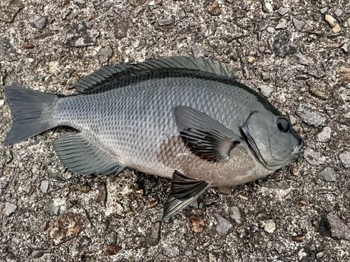 グレの釣果