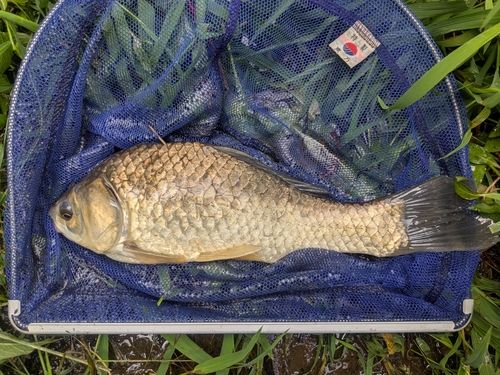フナの釣果