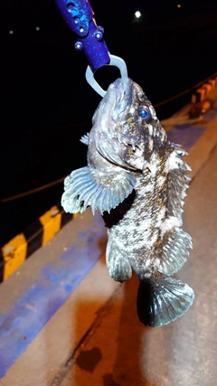 ムラソイの釣果