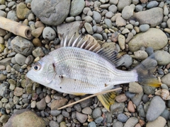 キビレの釣果