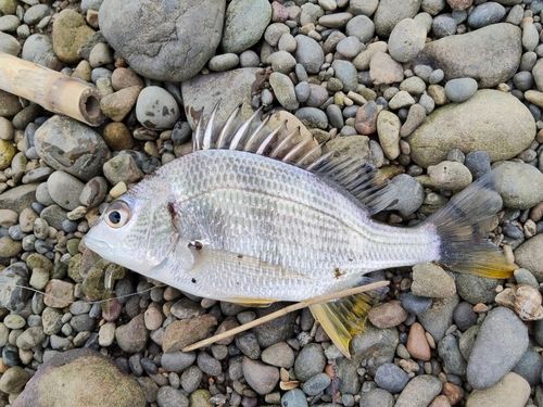 キビレの釣果