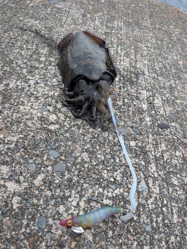 モンゴウイカの釣果