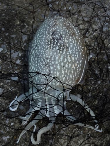 コウイカの釣果