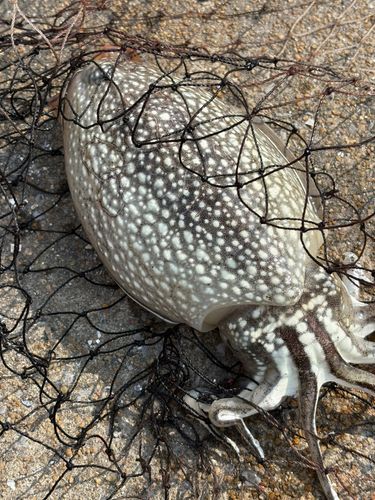 コウイカの釣果