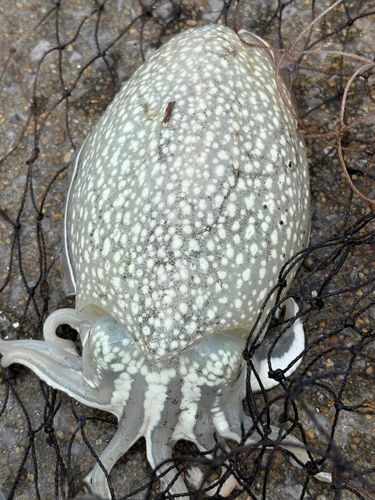 コウイカの釣果