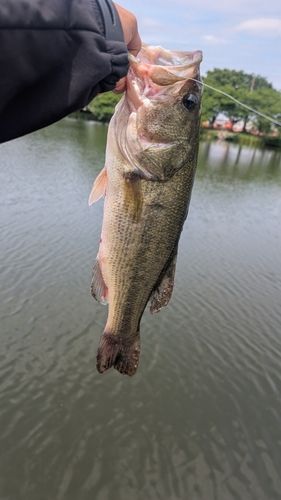 ラージマウスバスの釣果