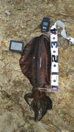 アオリイカの釣果