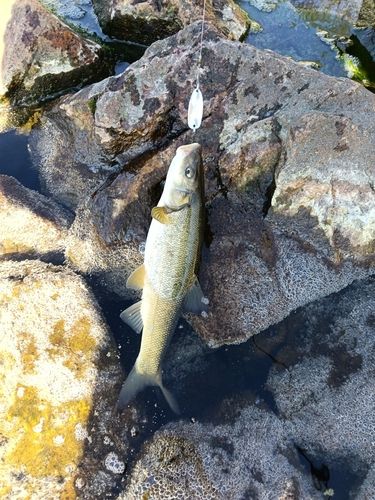 ウグイの釣果