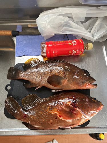 キジハタの釣果