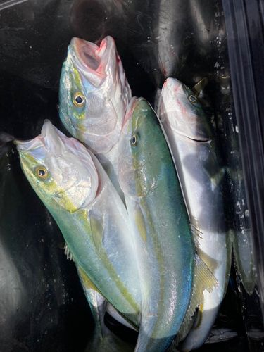 イナダの釣果