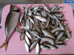 マアジの釣果