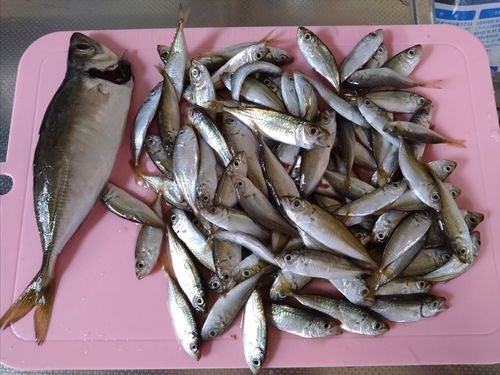 マアジの釣果