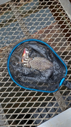 シリヤケイカの釣果