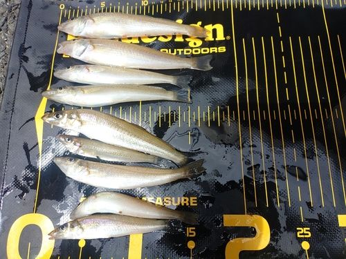 シロギスの釣果