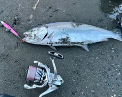 サクラマスの釣果
