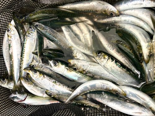マイワシの釣果