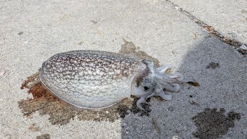 シリヤケイカの釣果